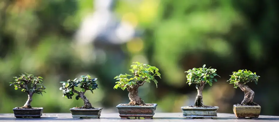 Understanding the Relevance of Specialist Tree Services