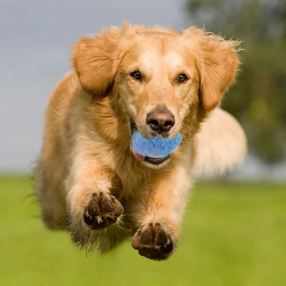 Miniatura: Electric Plush Ball for Pets