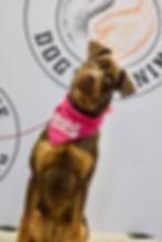 Dog graduating obedience training at K-9 Culture Dog Training in Carrollton, TX