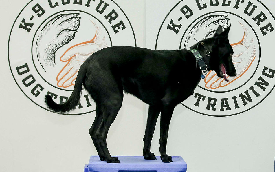 K9 Culture LLC Dallas Dog Training