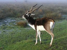 Blackbuck Male - 1.jpeg