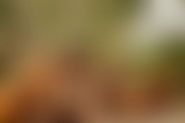 Projeto isenta ração e suplementos para equinos de PIS/Pasep e Cofins