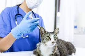 Reconhecido vínculo de emprego entre clínica e médico-veterinário que se recusou a ...