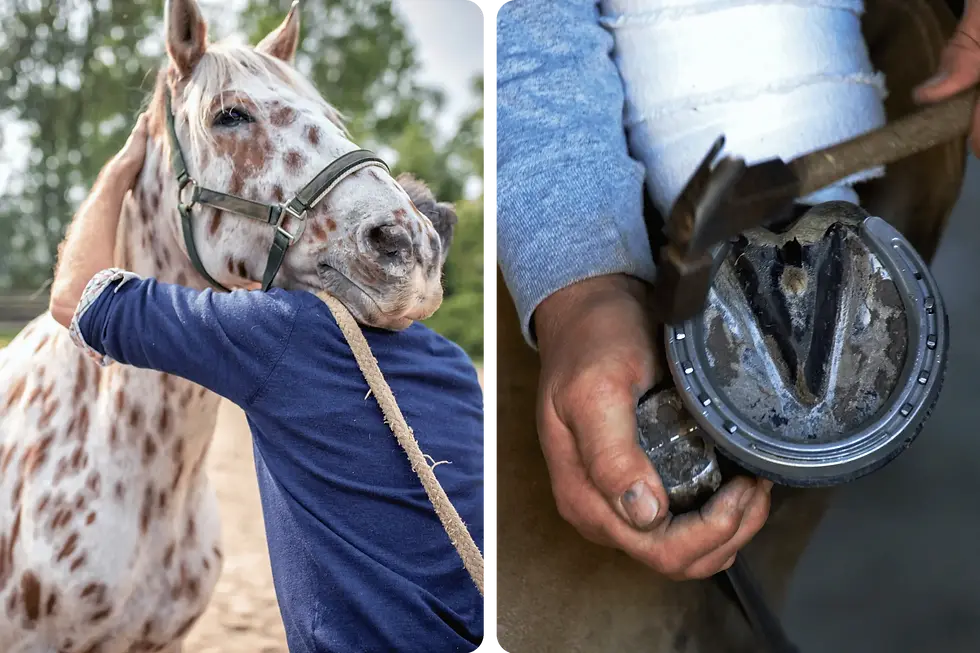 Pferdetherapeut und Hufschmied bei der Arbeit