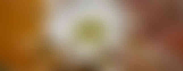 A detailed close-up of a large white cactus flower with a pale green center, showcasing its intricate petals against a soft desert background.