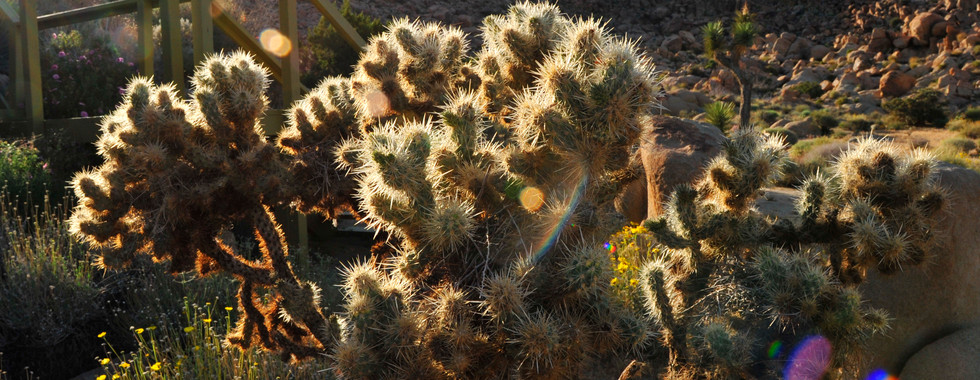 A back-lit Teddy Bear Cholla cactus glowing in the sunlight, situated near a wooden walkway with rocky desert mountains in the background.