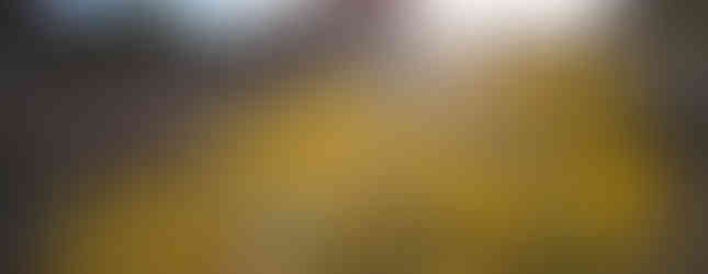 Yellow desert wildflowers in bloom at a Joshua Tree vacation rental, with the sun setting behind iconic rock formations.