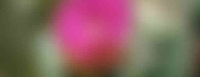 A macro shot of a delicate, deep pink cactus flower blooming on a green prickly pear stem.