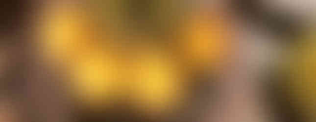 A top-down close-up of a desert barrel cactus featuring a cluster of bright yellow and orange flowers and emerging buds.