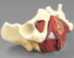 Pelvis.jpeg