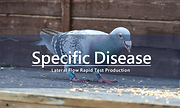 specific disease-1.png