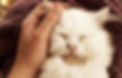 tellingtontouch-full-818x522.jpg