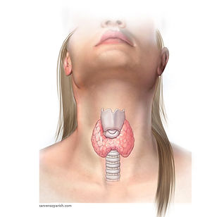 Thyroid1.jpg