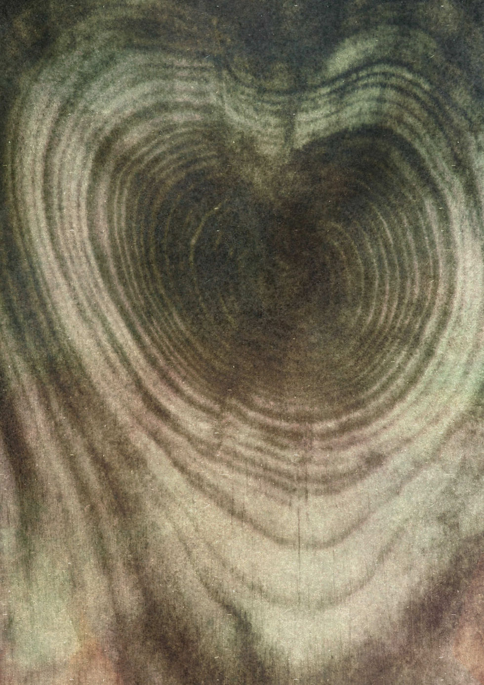 Heart-shaped wood grain pattern in a tree cross-section