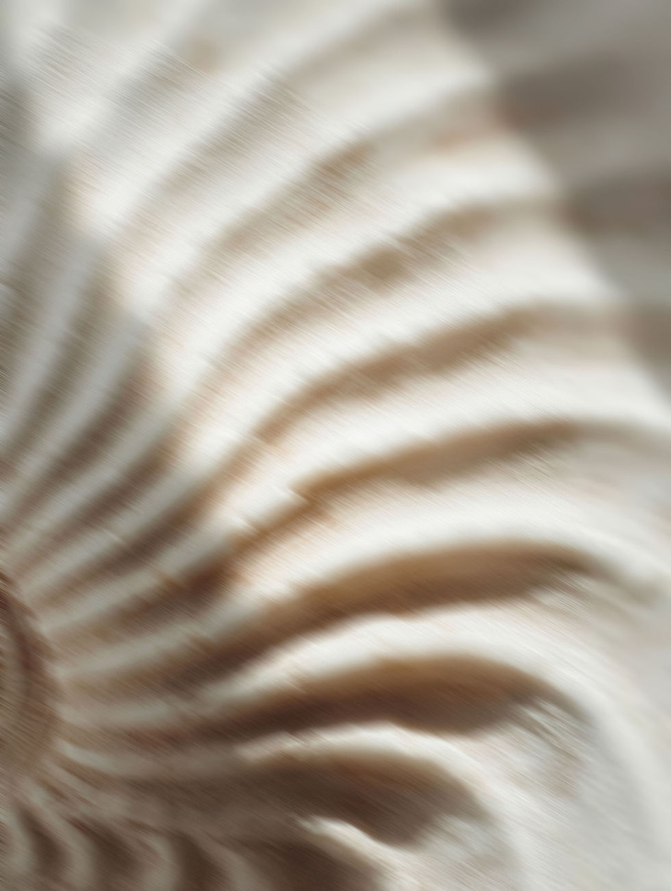 Abstract close-up of spiral seashell ridges