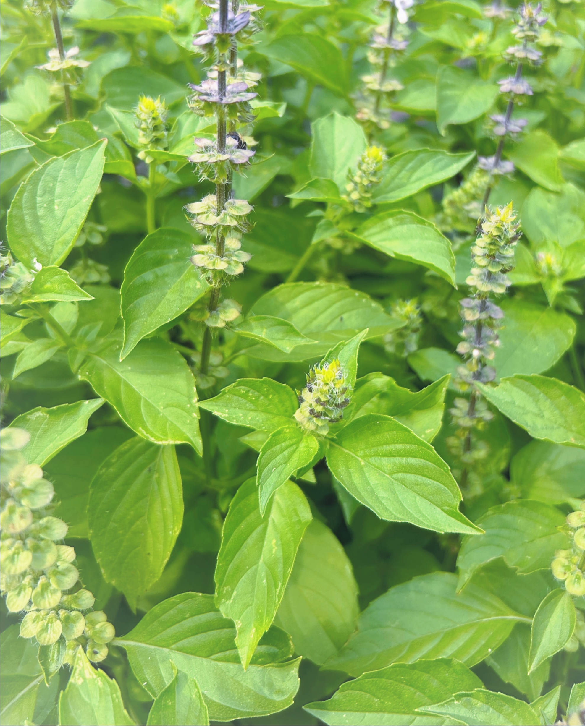 Lemon Basil