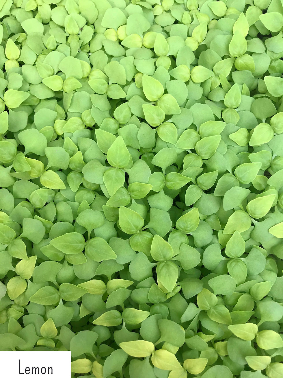 Thumbnail: Micro-Basil