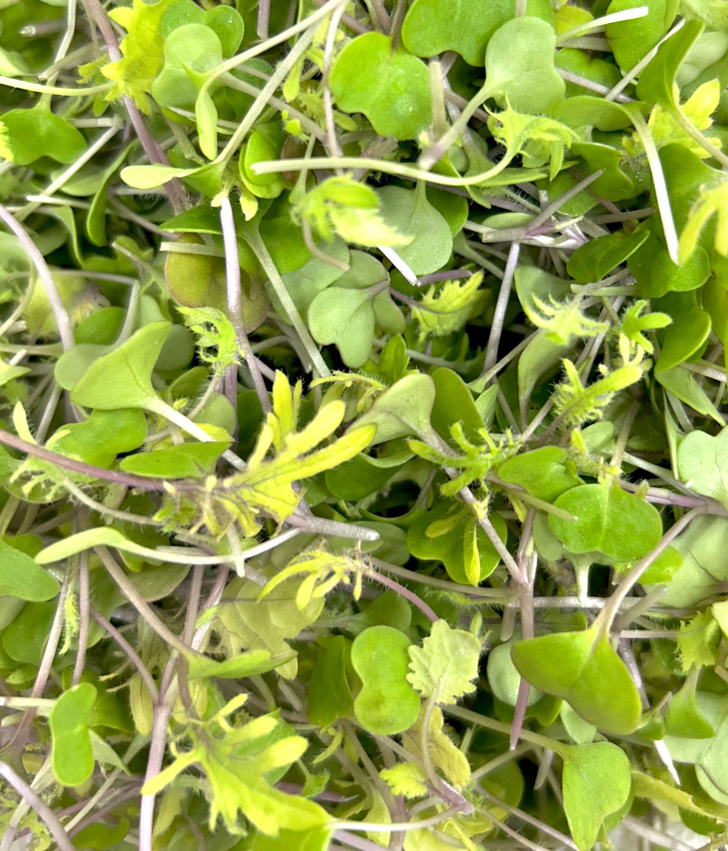 Kale Microgreens