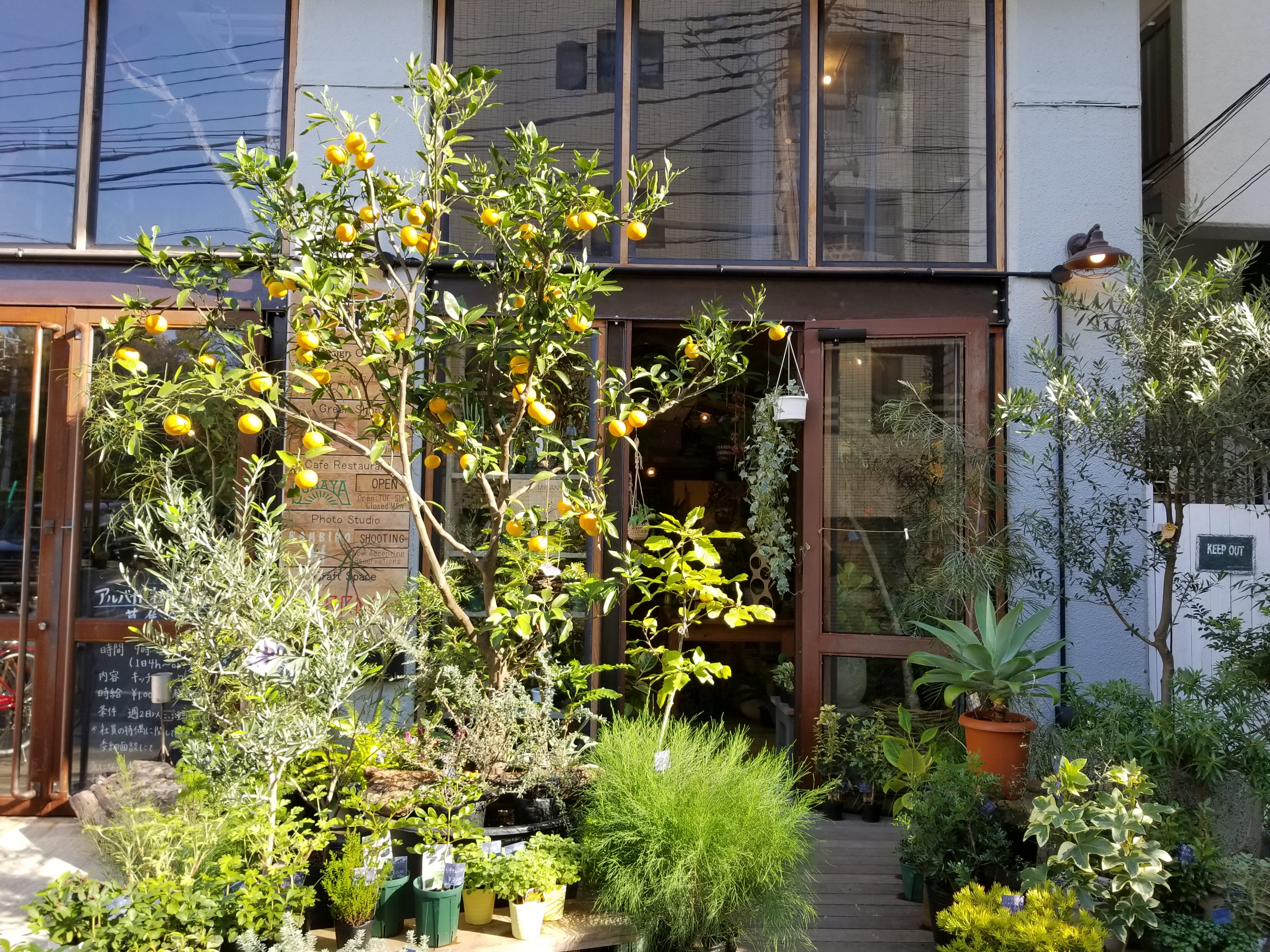 すべての美しい花の画像 これまでで最高の観葉植物 ショップ 東京 すべての美しい花の画像 これまでで最高の観葉植物 ショップ 東京
