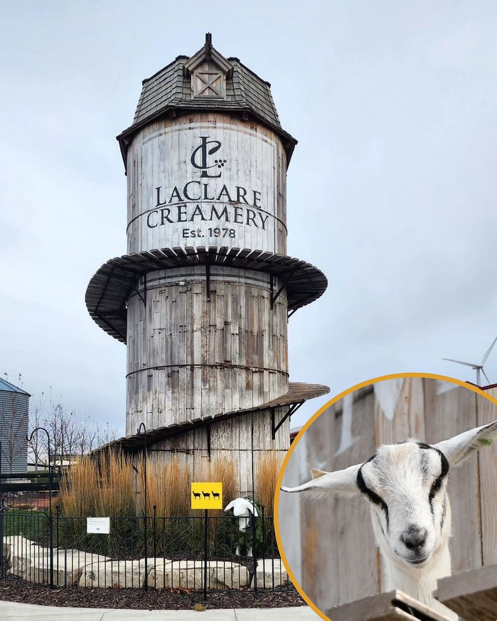 goats at laclare creamery