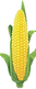 One corn cob