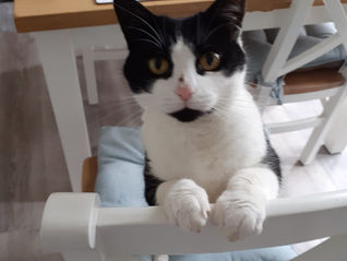 ADOPTION SUCCESS- MABEL