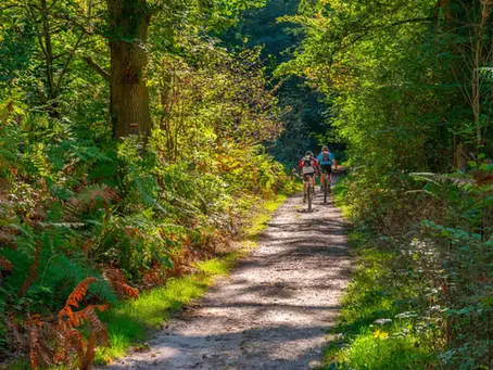 La forêt de Rambouillet : un allié naturel pour mieux gérer ses émotions
