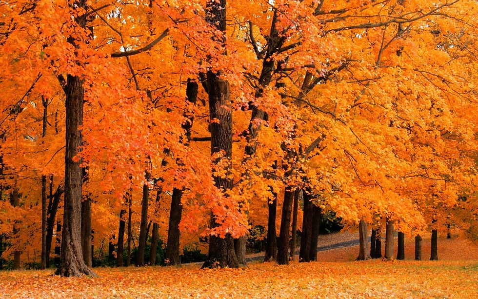 autumn forest