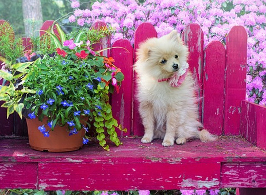 dog-3415990_640.jpg