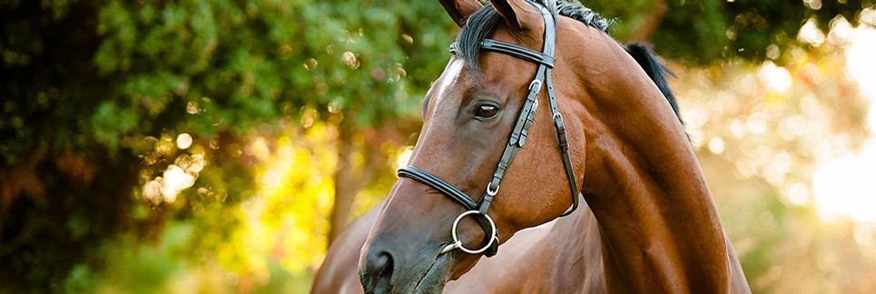 a Horse-Feeds-header.jpg