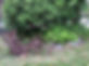 11425147_1652626618305993_375929025386993838_n.jpeg