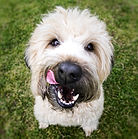 dog-2579875_1920.jpg
