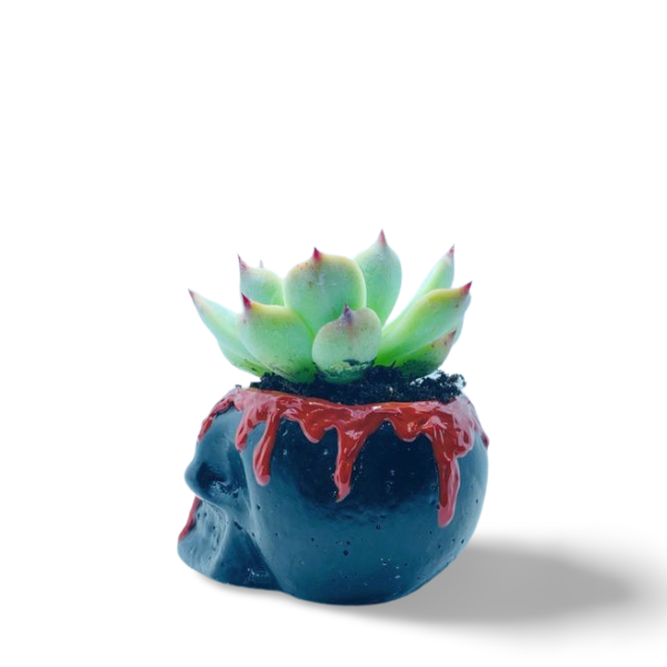 Thumbnail: צמח עסיסי בסיר בצורת גולגולת