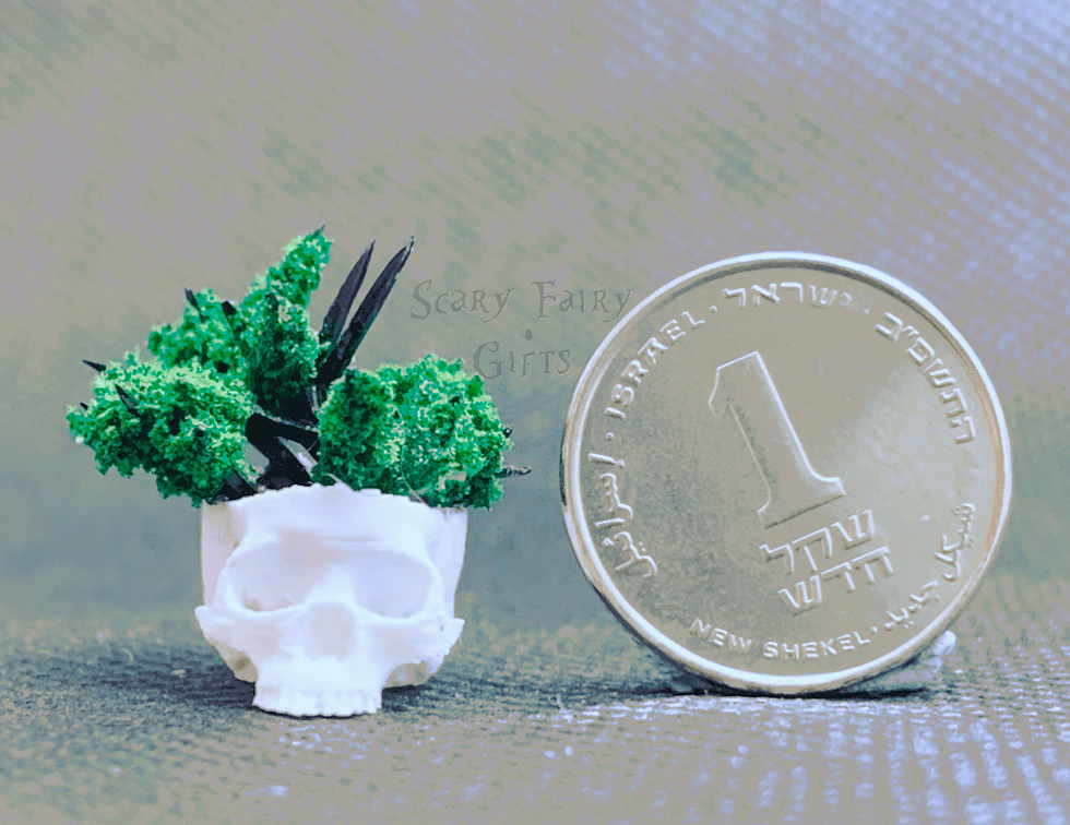 תמונה ממוזערת: עציץ גולגולת קטן עם צמחים, לצד שקל ישראלי