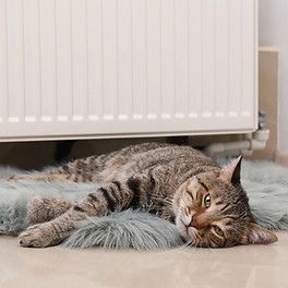 Cat in front of Radiator