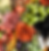 Meat, Fruits, and Cheeses