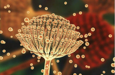 mycotoxinen Belasting bij ASS