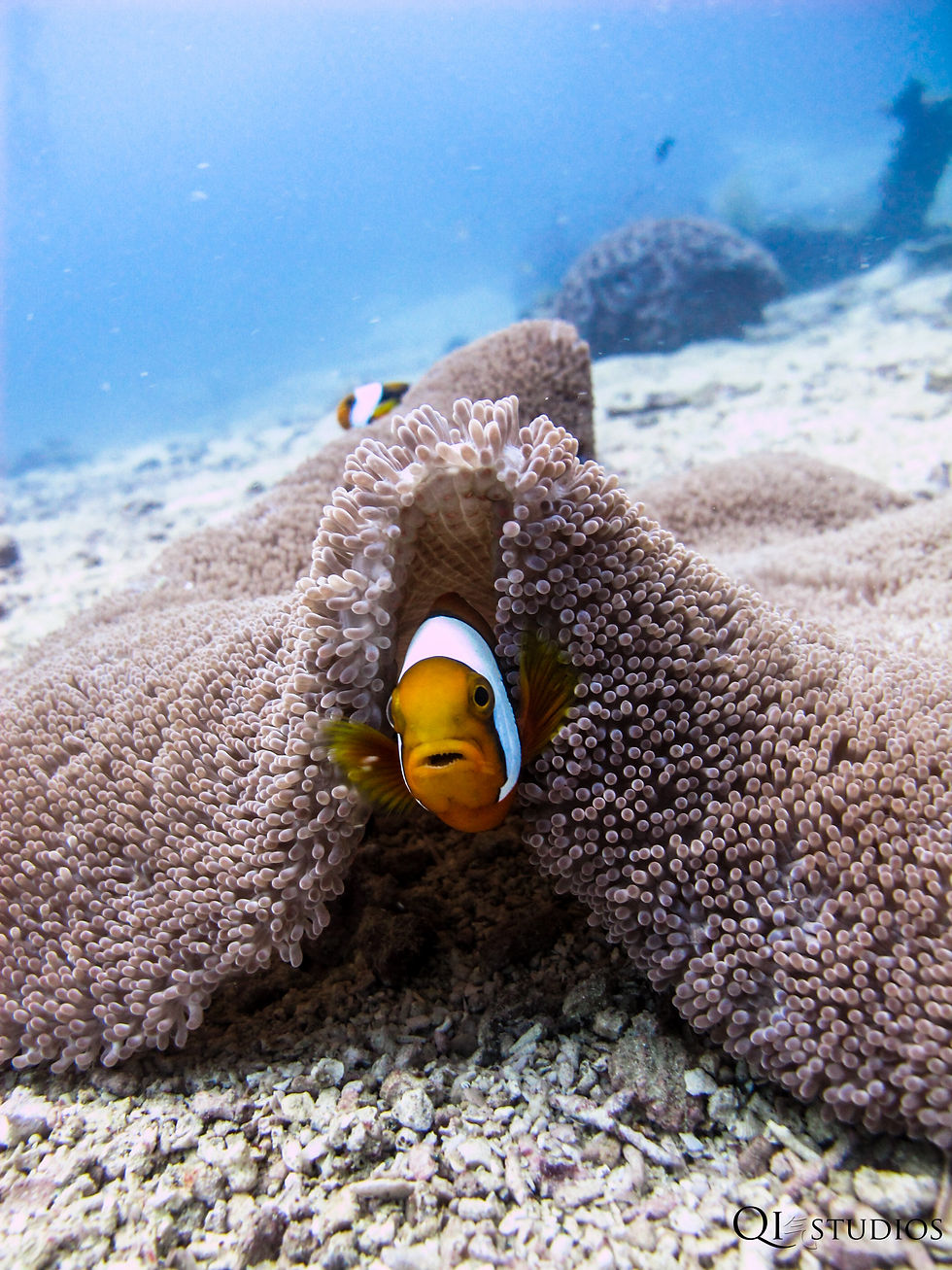 QI STUDIOS Clownfish in anenome