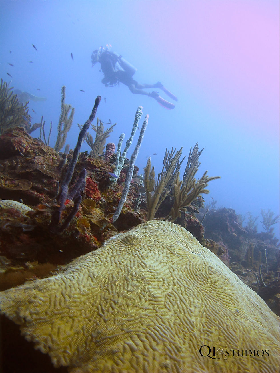 QI STUDIOS Reef in Belize