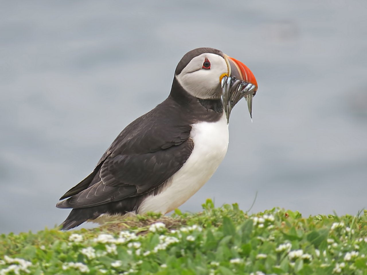 a bird embodying the vibrant wildlife found in Newport's natural habitats