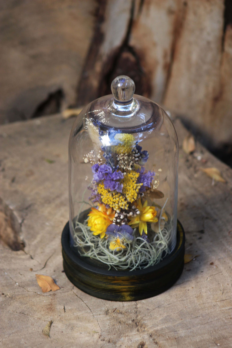 תמונה ממוזערת: פעמון פרחים יַרְגָּזִי כָּחֹל