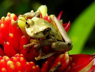 Rana arborícola enmascarada / Smilisca phaeota