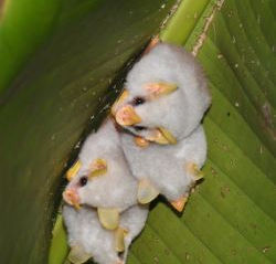  Murciélago blanco / ectophylla alba