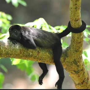 Mono congo - Mono Aullador / Alouatta palliata