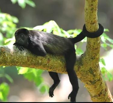 Mono congo - Mono Aullador / Alouatta palliata
