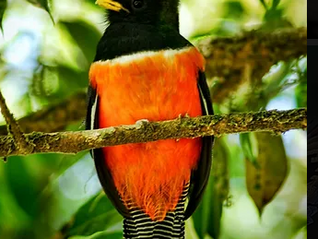 Trogón Collarejo / Trogon collaris