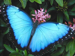 Mariposa Morfo Azul / Morpho peleides