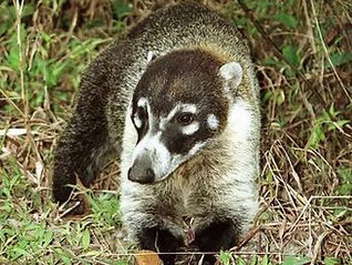 Coatí / Nasua narica