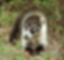 Coatí / Nasua narica