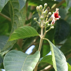  Nacedero / Trichanthera gigantea